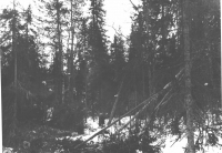 валка леса 1978
